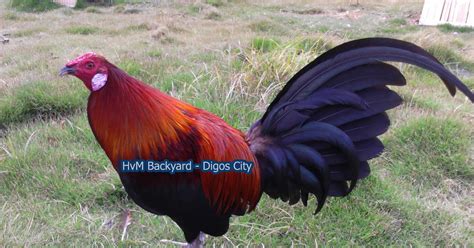 Gamefowl 101 .